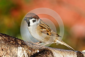 Tree Sparrow