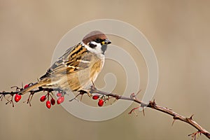 Tree Sparrow photo