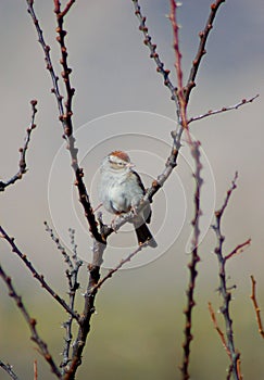 Tree Sparrow