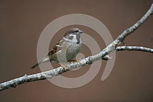 Tree-Sparrow