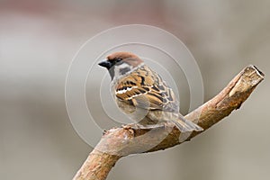 Tree sparrow (aka passer montanus)1