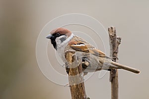 Tree sparrow (aka passer montanus)