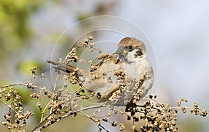 Tree sparrow