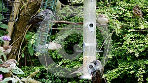 Tree sparrow birds Passer montanus eating some seeds