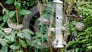 Tree sparrow birds Passer montanus eating some seeds