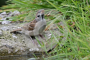 Tree sparrow drinking