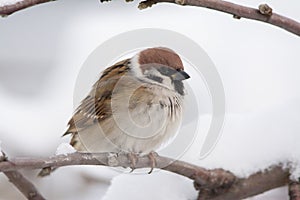 Tree Sparrow photo