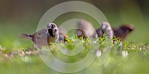 Tree sparrow Family