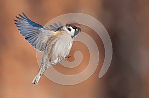 Tree sparrow flies with stretched wings at bright sunny day photo