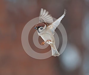 Tree sparrow flying at winter near a feeder photo