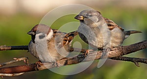 Tree Sparrow and House Sparrow perched together on branch photo