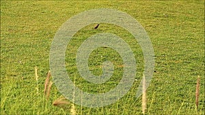 Tree Sparrow Jumping Around in the Sunshine Meadow