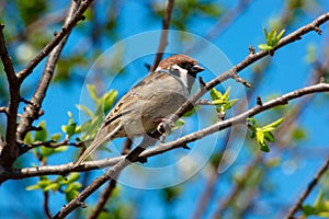 Tree Sparrow, Passer montanus photo