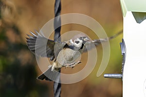 Tree sparrow, passer montanus photo