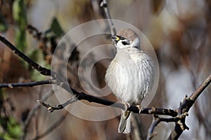 Tree sparrow, passer montanus