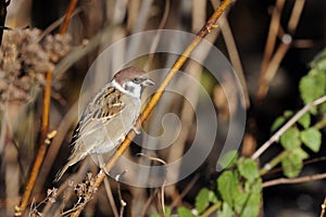 Tree sparrow, passer montanus