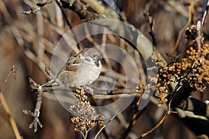 Tree sparrow, passer montanus