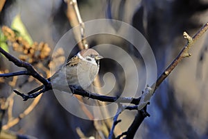 Tree sparrow, passer montanus