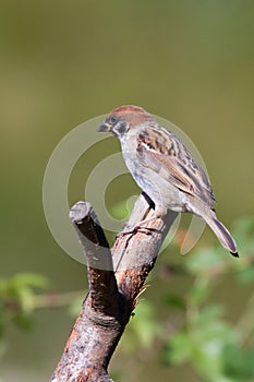 Tree Sparrow (Passer montanus)