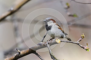 Tree sparrow, passer montanus