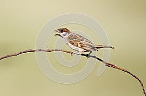 Tree sparrow, Passer montanus