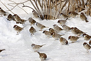 Tree sparrow, Passer montanus