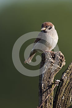 Tree Sparrow (passer montanus)