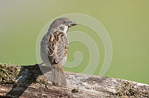 Tree Sparrow (passer montanus)