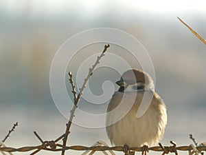 Tree sparrow perched on a barbed wire in winter