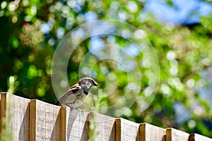 A tree sparrow perched on a fence