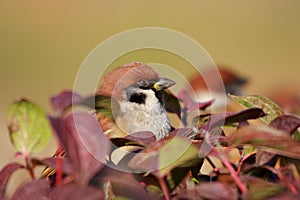 Tree sparrow portrait