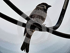 A tree sparrow on powerline