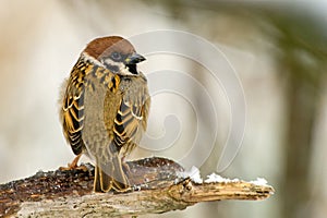 Tree Sparrow's Plumage