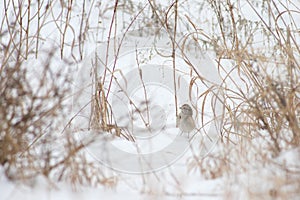 A Tree Sparrow in the Snow