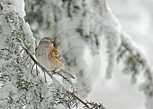 Tree Sparrow in Snow Storm