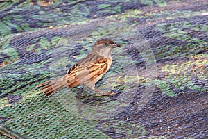 The tree sparrow on Socotra island, Indian ocean, Yemen