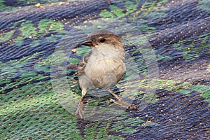 The tree sparrow on Socotra island, Indian ocean, Yemen