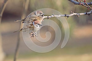 Tree Sparrow