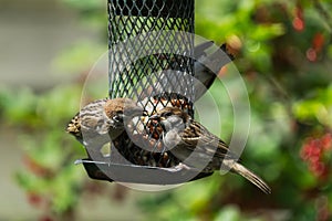 Tree sparrows on a bird feeder