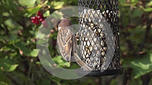 Tree sparrows on a birdfeeder