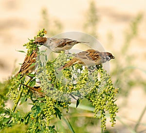 Tree Sparrows Passer montanus photo