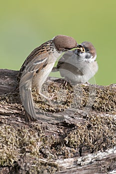 Tree Sparrows (passer montanus)