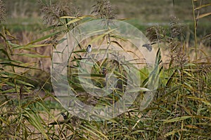 Tree sparrows in the Reed
