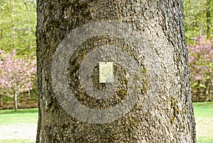 Tree Species ID Tag