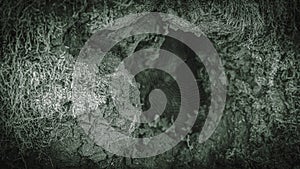 Tree with a spider web inside