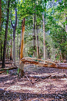 Tree Split by Storm Damage in Forest