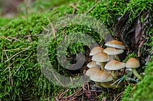 Tree sponges with moss