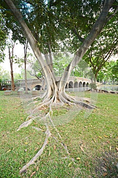 Tree with spread root