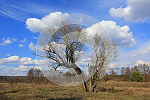 Tree on sprin meadow
