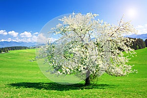 Tree in the spring